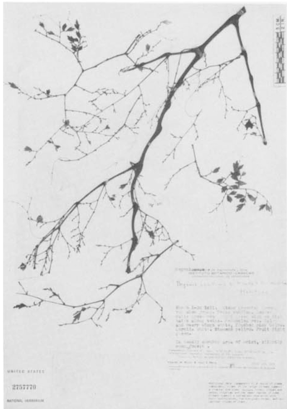 B. confinis